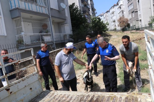 SÖKE‘DE BAŞIBOŞ GEZEN KÜÇÜKBAŞ HAYVANLAR TOPLANIYOR