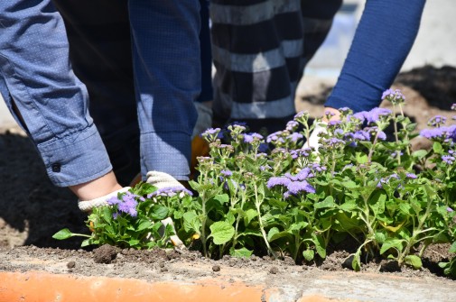 Söke Yazlık Çiçeklerle Rengarenk Oluyor